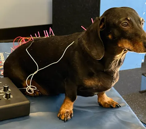 Dog receiving acupuncture Dog receiving acupuncture