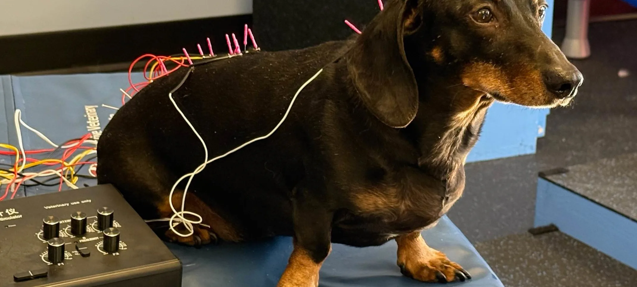 Dog receiving acupuncture Dog receiving acupuncture