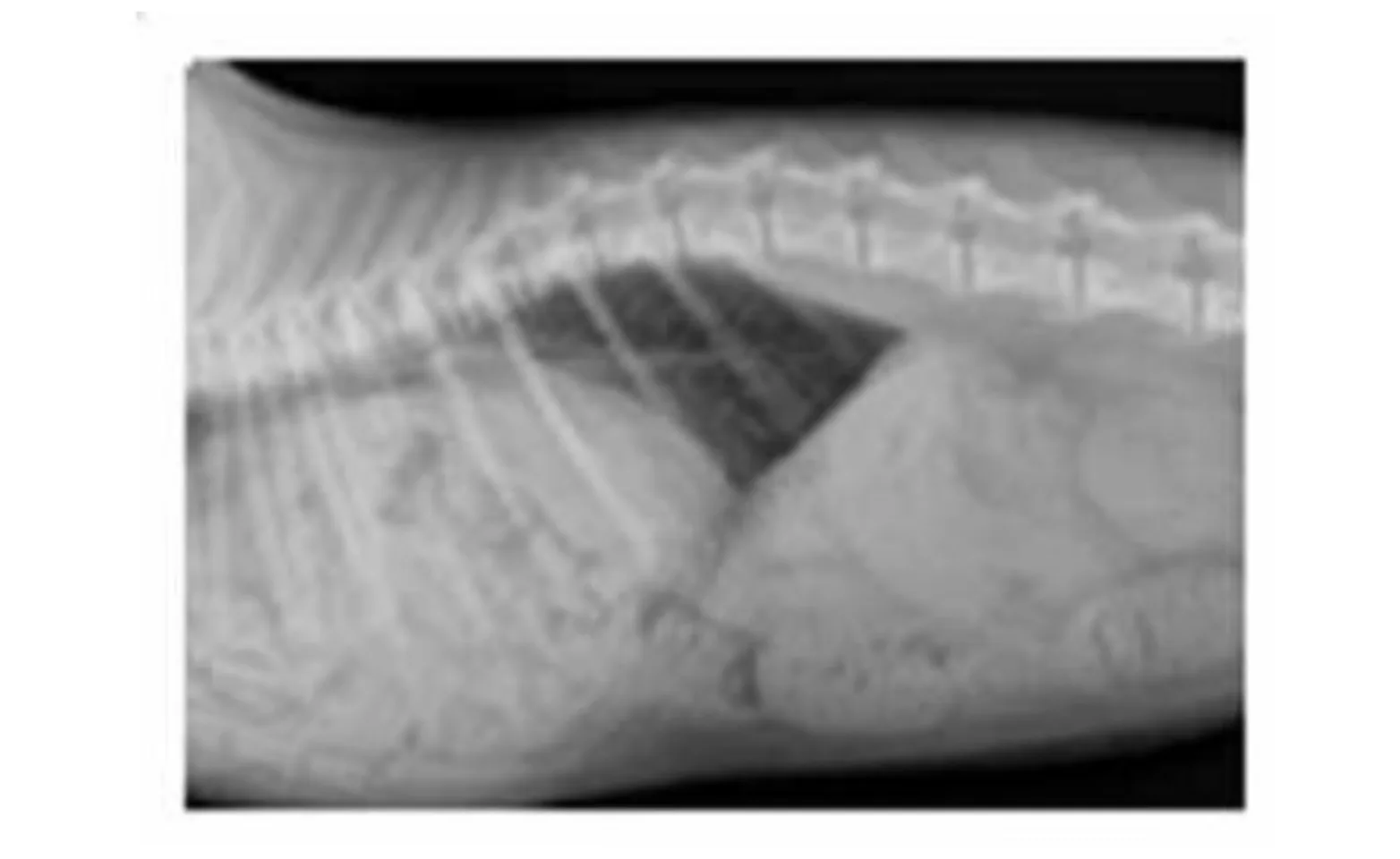 Radiograph of mid section of pet Radiograph of mid section of pet