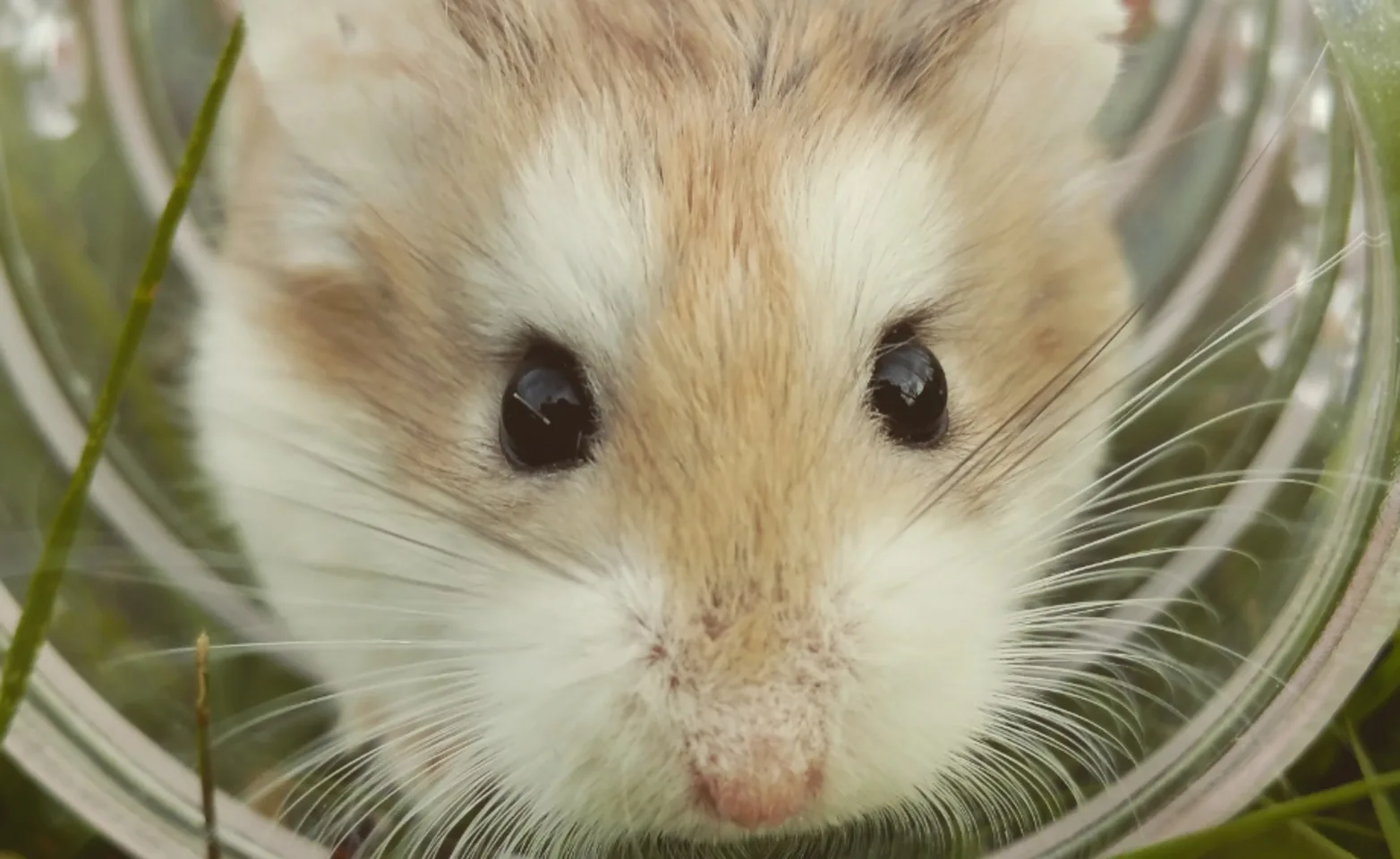 Hamster In A Container In Grass Hamster In A Container In Grass