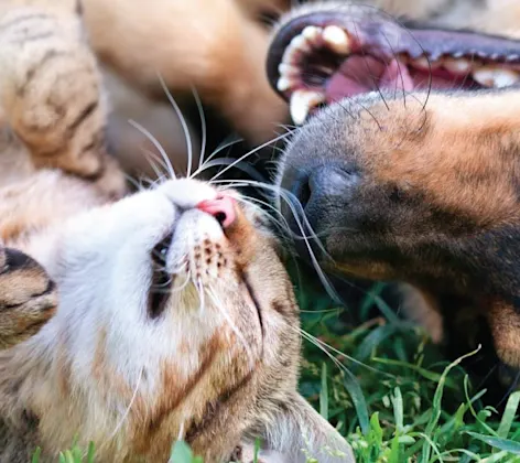 Dog and cat laying in grass looking at each other