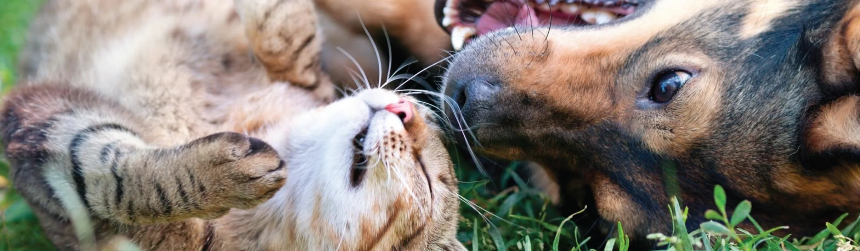 Dog and cat laying in grass looking at each other