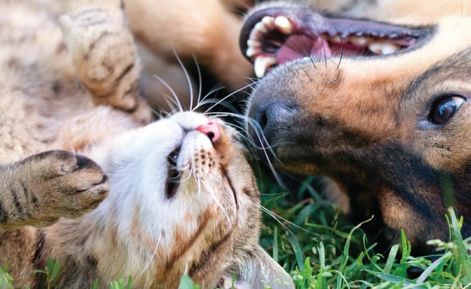 Dog and cat laying in grass looking at each other