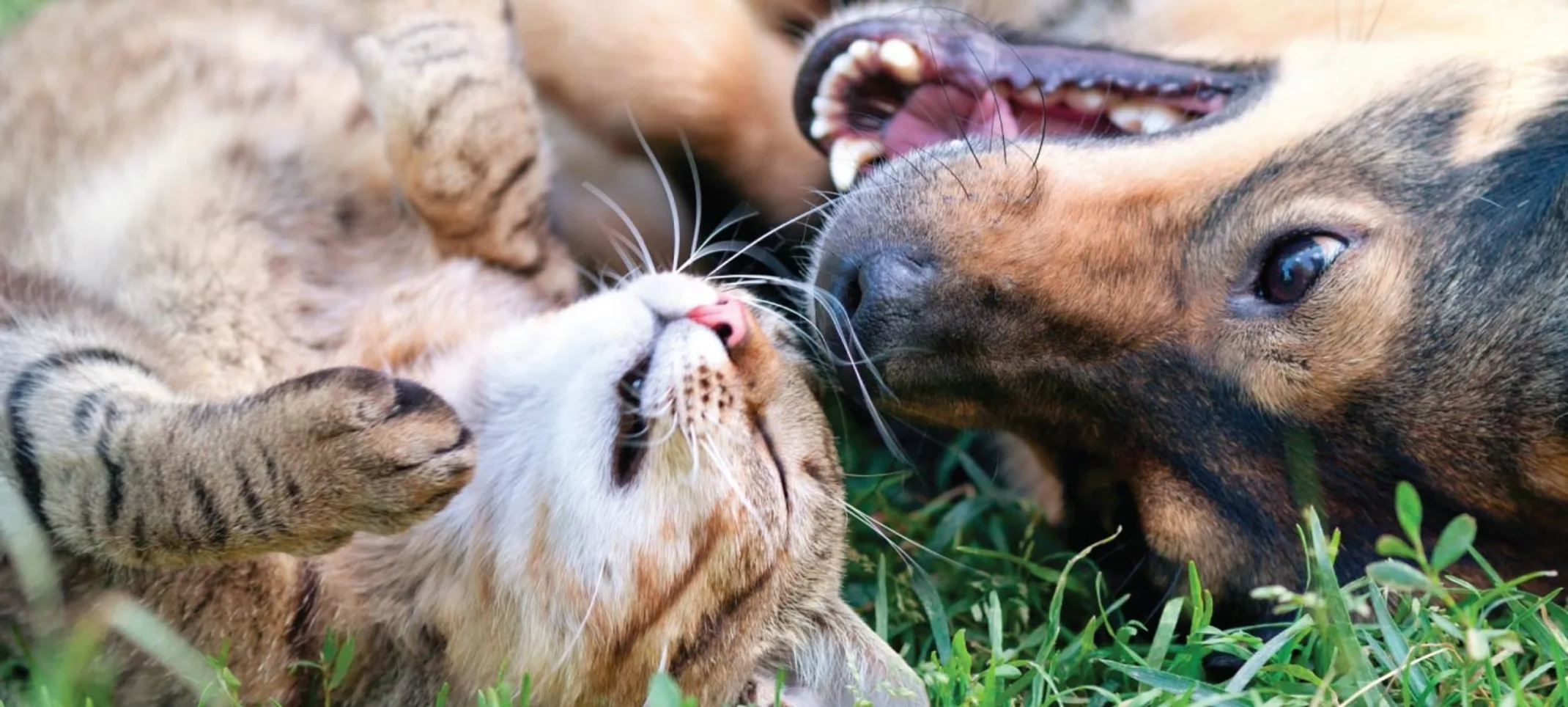Dog and cat laying in grass looking at each other Dog and cat laying in grass looking at each other