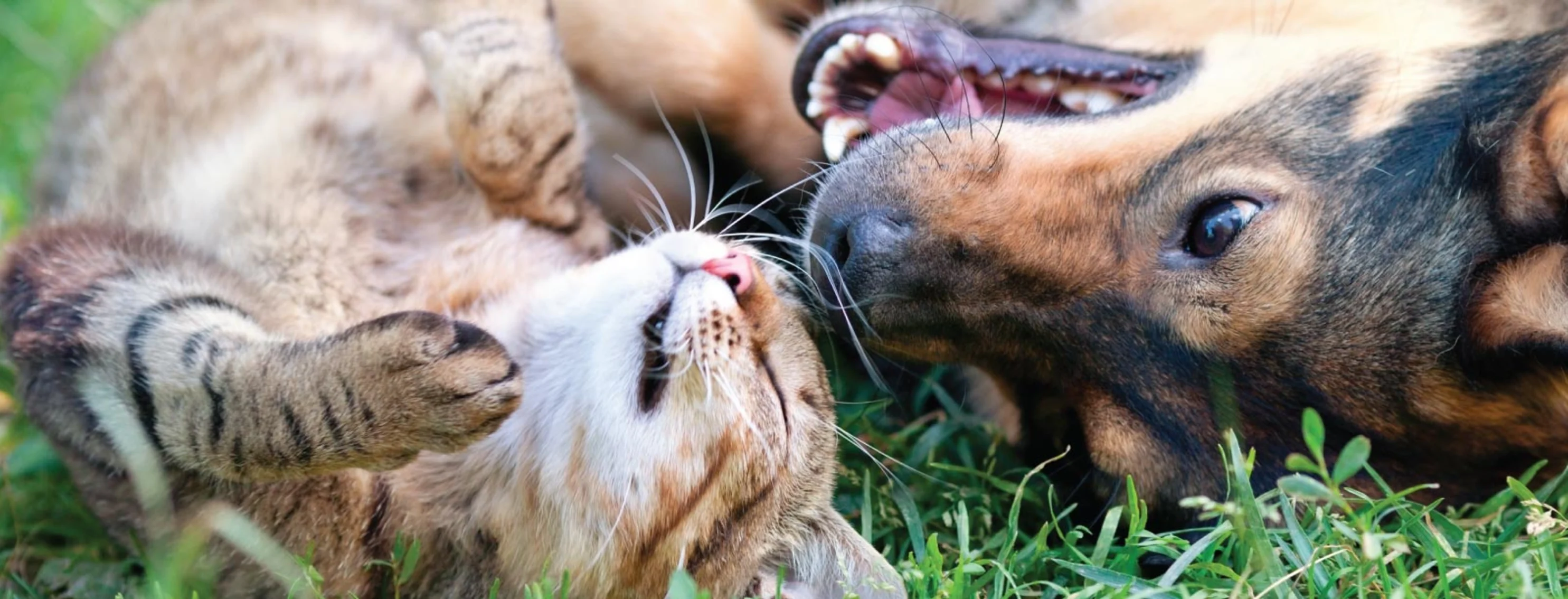 Dog and cat laying in grass looking at each other