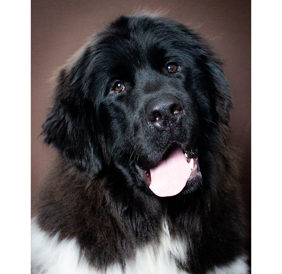 Cyrus the large dog with their tongue sticking out