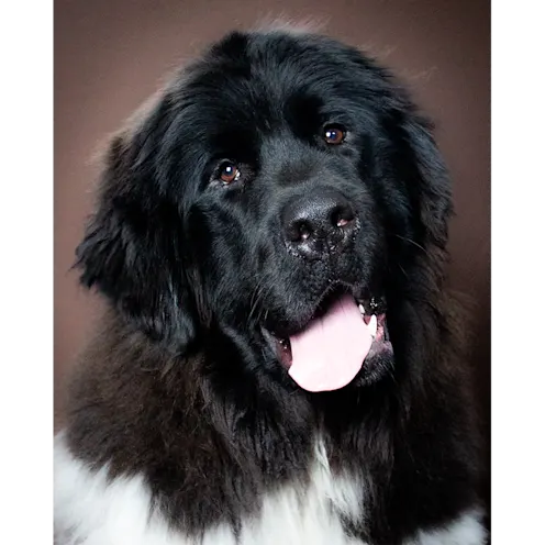 Cyrus the large dog with their tongue sticking out Cyrus the large dog with their tongue sticking out