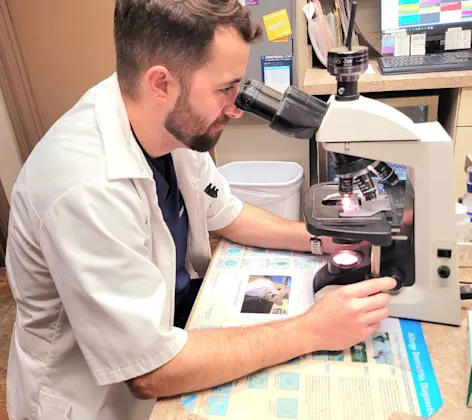 Vet looking through microscope 