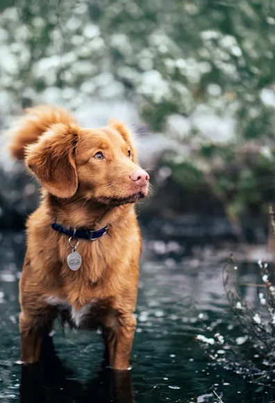 Dog standing in a river Dog standing in a river
