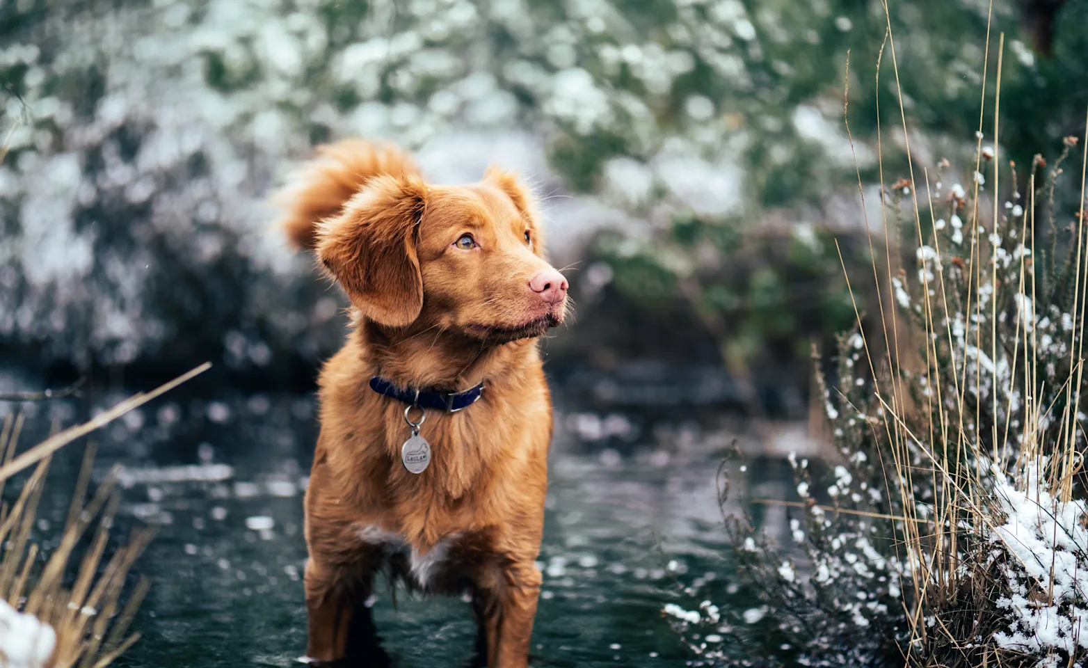 Dog standing in a river Dog standing in a river