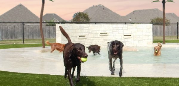 Dogs outside and one holding a tennis ball