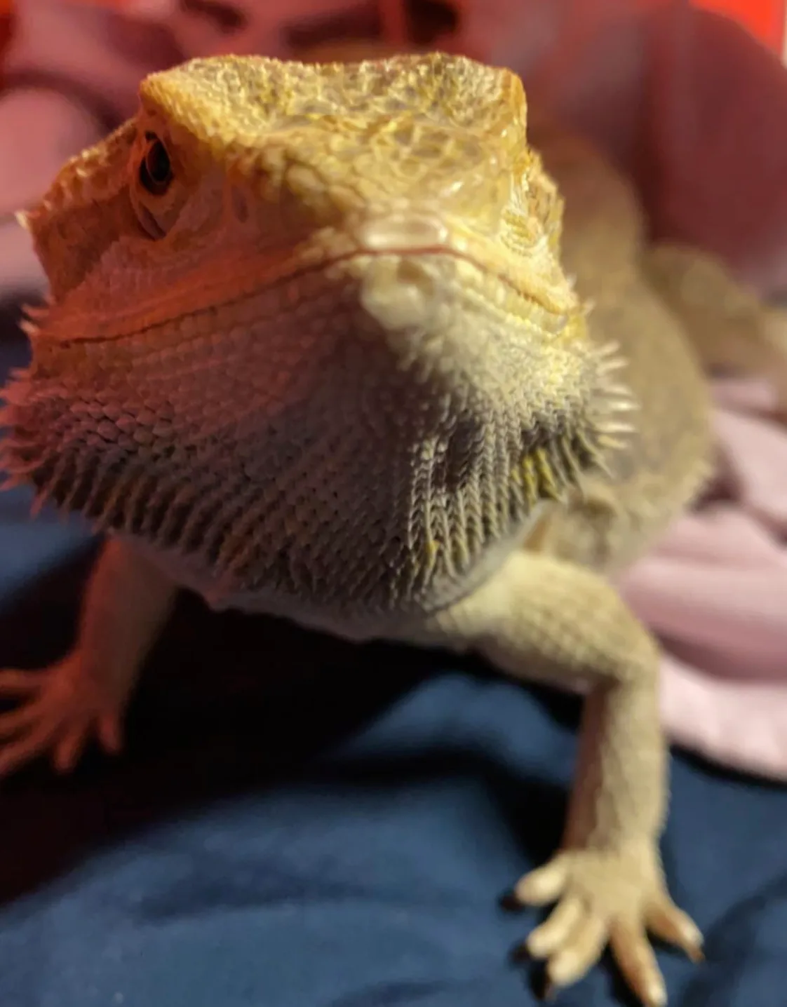 A close up of Duke looking at the camera A close up of Duke looking at the camera