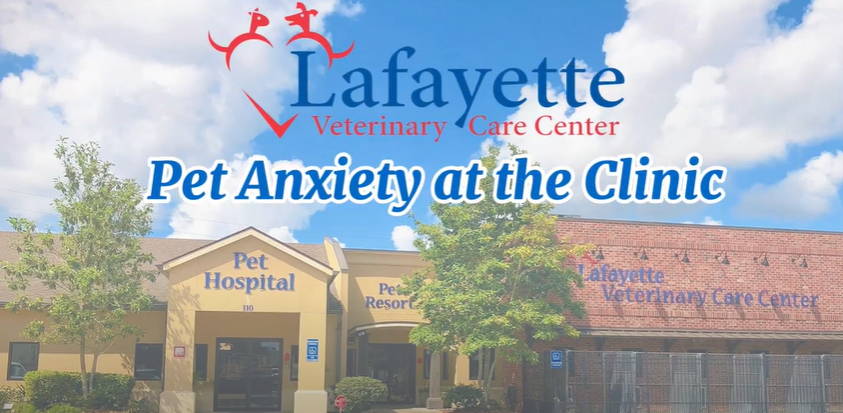 Pet Anxiety at the Clinic Video Thumbnail for Lafayette Veterinary Care Center
