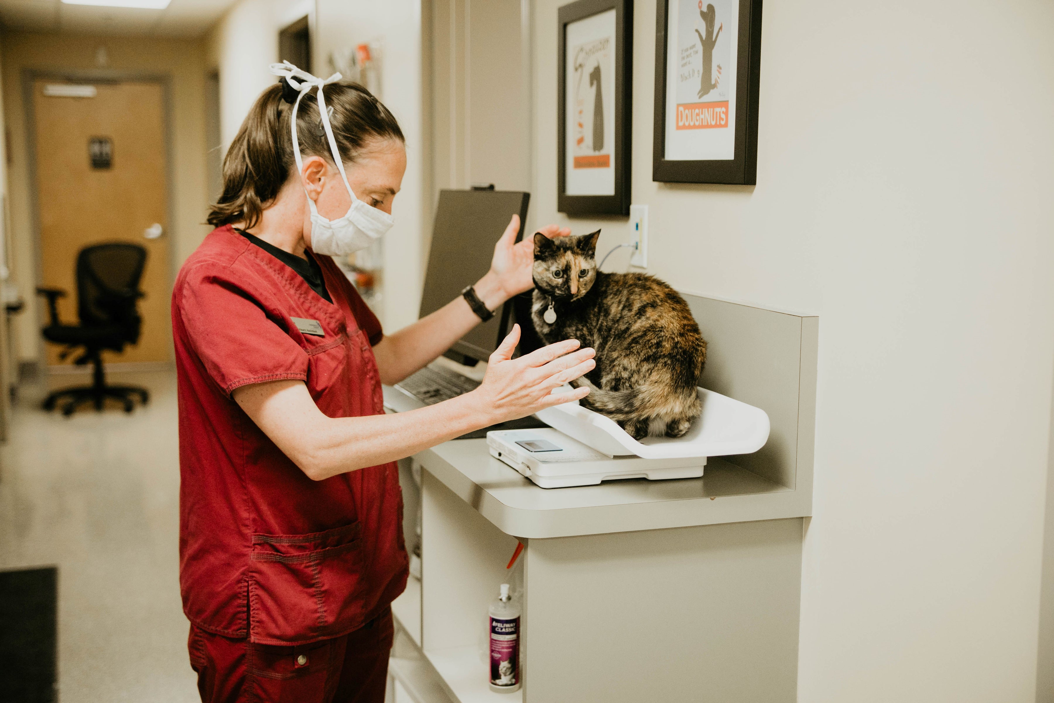 Weighing a feline at Chambers Creek Veterinary Hospital 