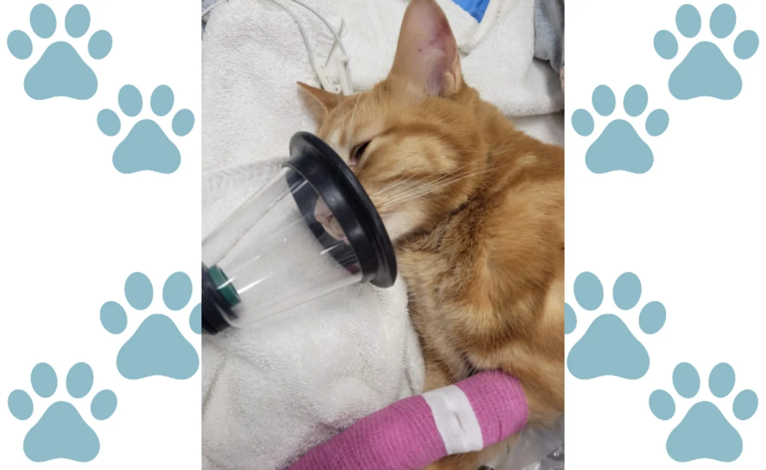 Stryker, an Orange Cat Stryker, an Orange Cat