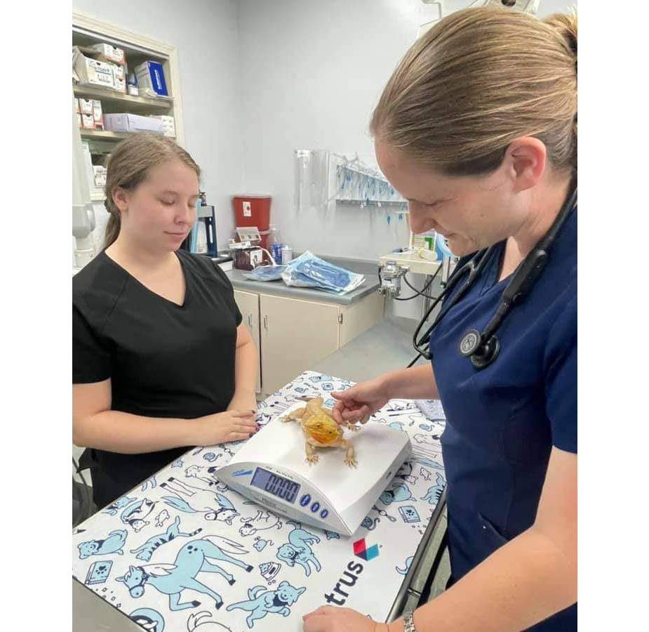 STAFF CHECK UP ON LIZARD