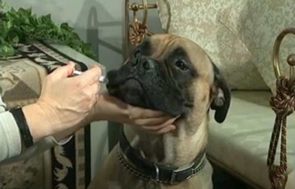 A person giving liquid medication to a dog