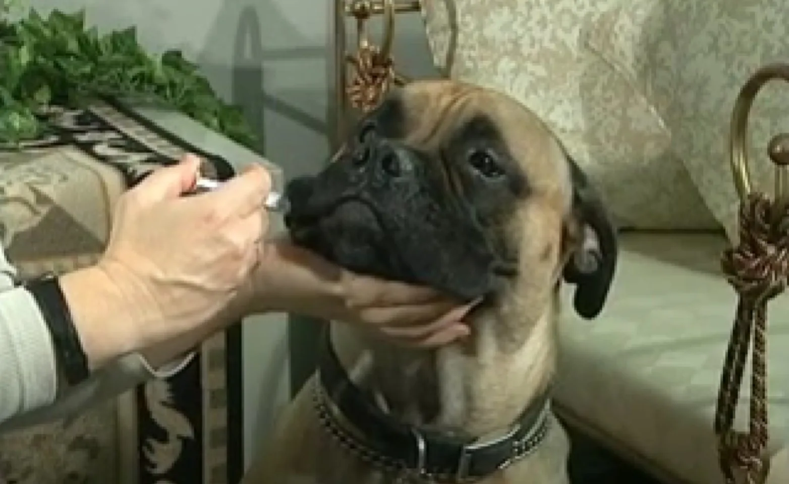 A person giving liquid medication to a dog