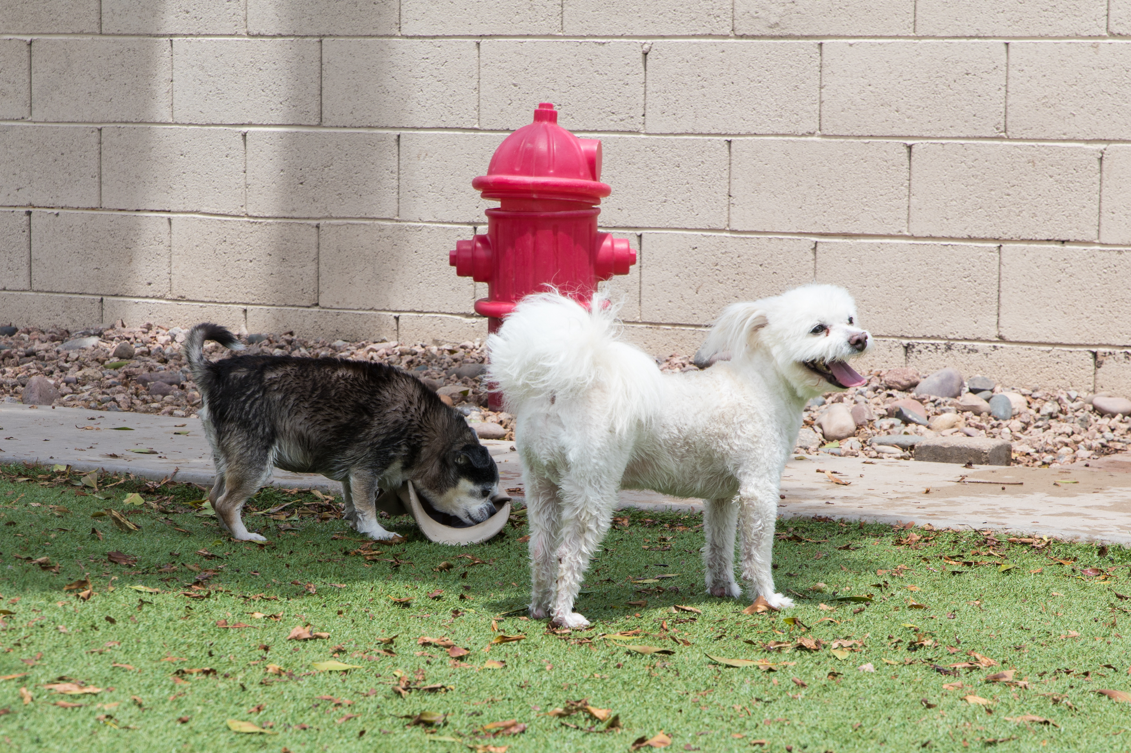 4 Paws Pet Resort Fire Hydrant