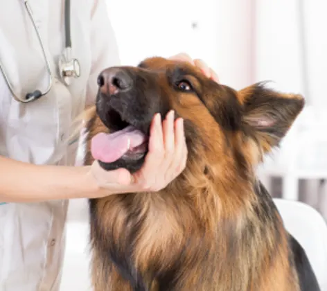 Dog on exam table with tongue out