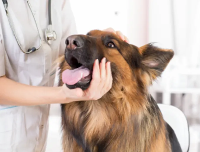 Dog on exam table with tongue out