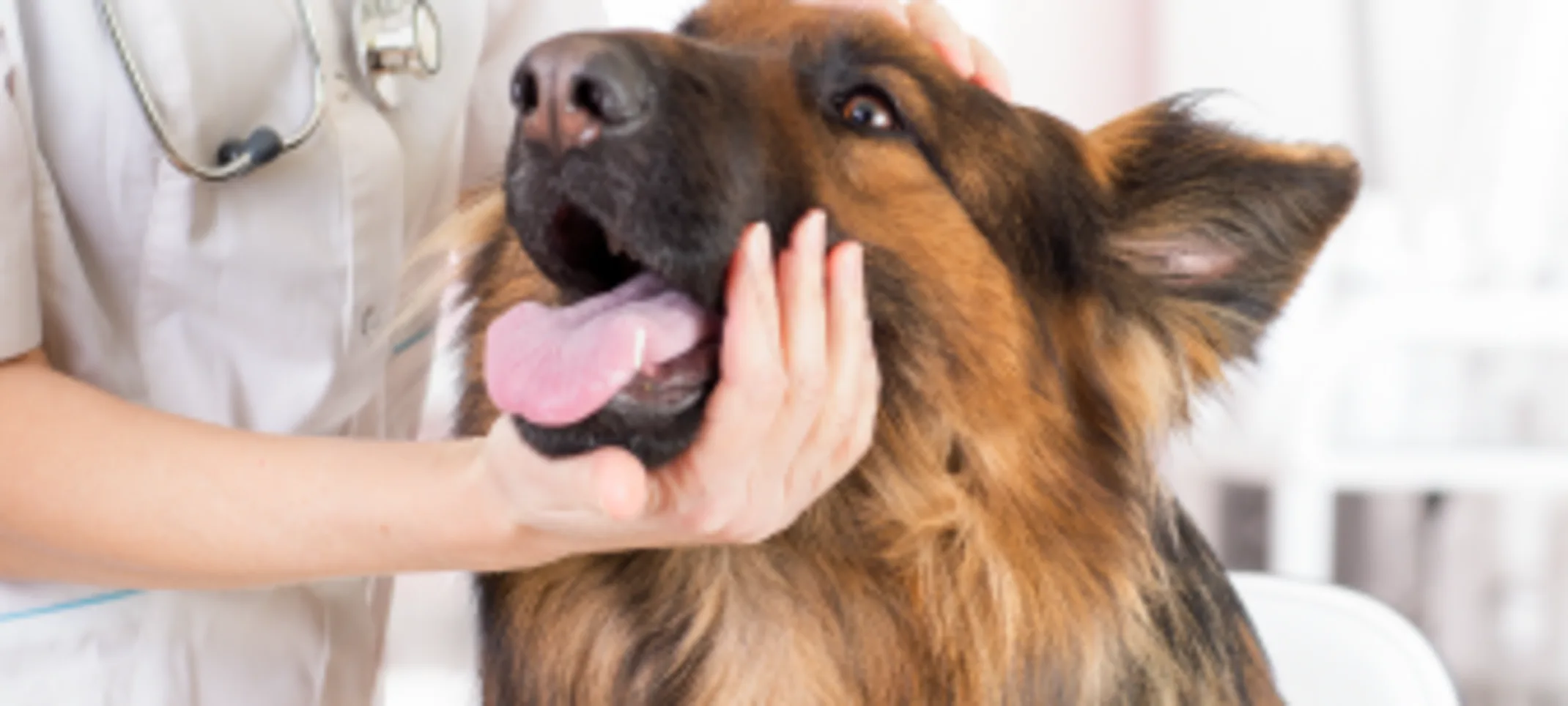 Dog on exam table with tongue out Dog on exam table with tongue out
