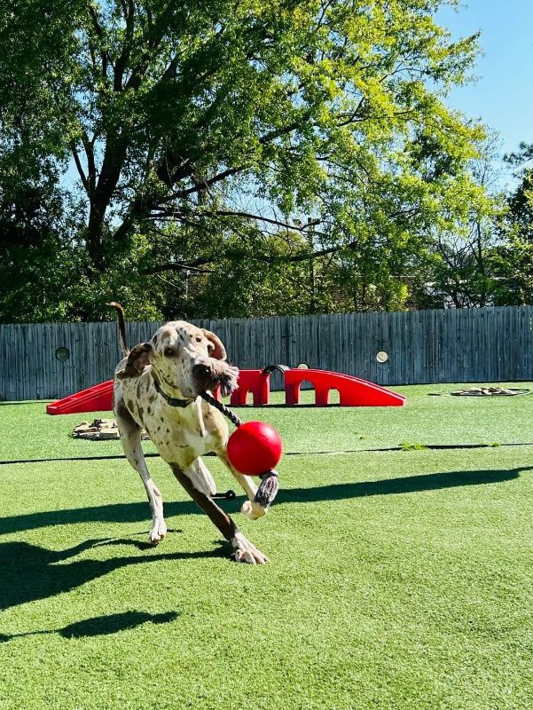 A dog playing with a large rope toy