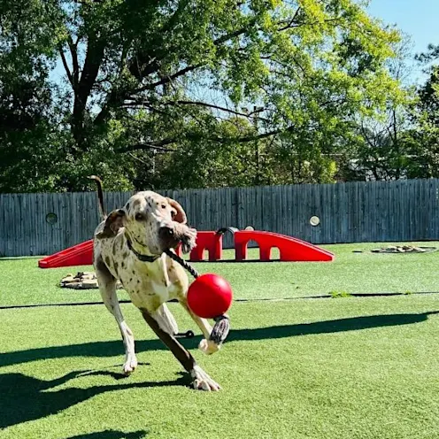A dog playing with a large rope toy A dog playing with a large rope toy