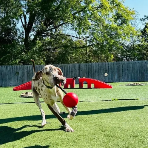 A dog playing with a large rope toy