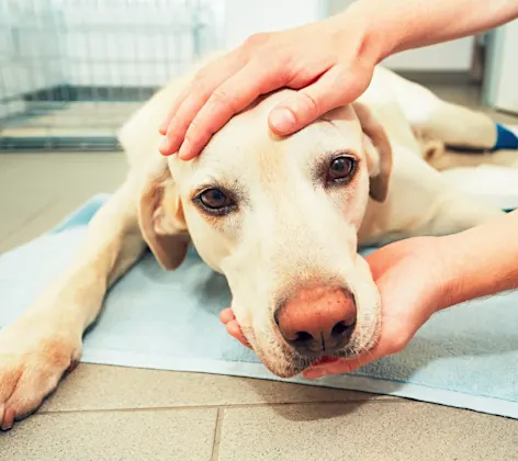 White Labrador Retreiver and getting looked at from a doctor on the floor looking at his or her eyes for glaucoma. White Labrador Retreiver and getting looked at from a doctor on the floor looking at his or her eyes for glaucoma.