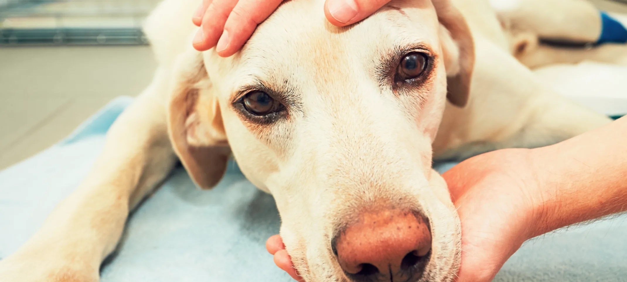 White Labrador Retreiver and getting looked at from a doctor on the floor looking at his or her eyes for glaucoma. White Labrador Retreiver and getting looked at from a doctor on the floor looking at his or her eyes for glaucoma.