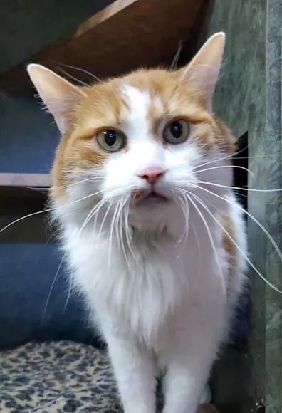 Orange and White cat in cubby Orange and White cat in cubby