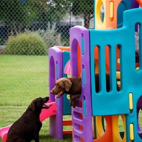 Labs in playground