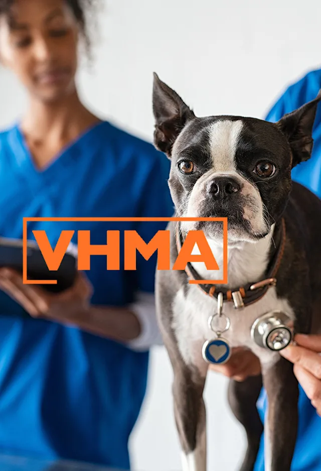 Dog at clinic being examined with the VHMA logo in front Dog at clinic being examined with the VHMA logo in front