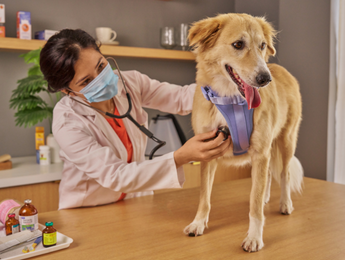 Veterinarian Examining Brown Dog