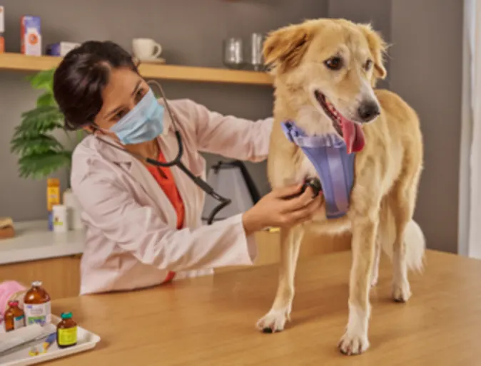 Veterinarian Examining Brown Dog Veterinarian Examining Brown Dog