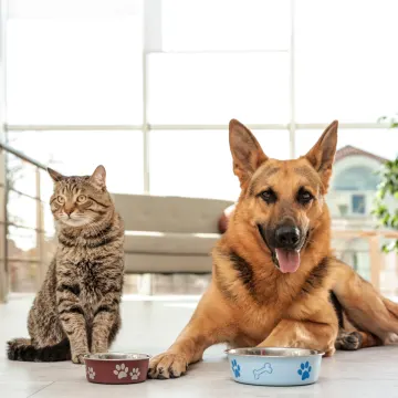 Dog and Cat next to Food