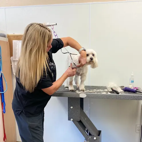 Groomer cutting dog's fur. Groomer cutting dog's fur.