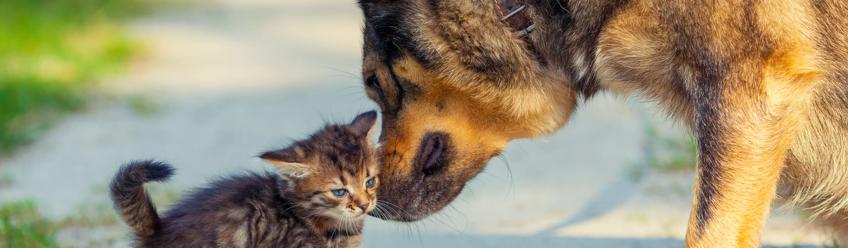 dog and cat in the sand