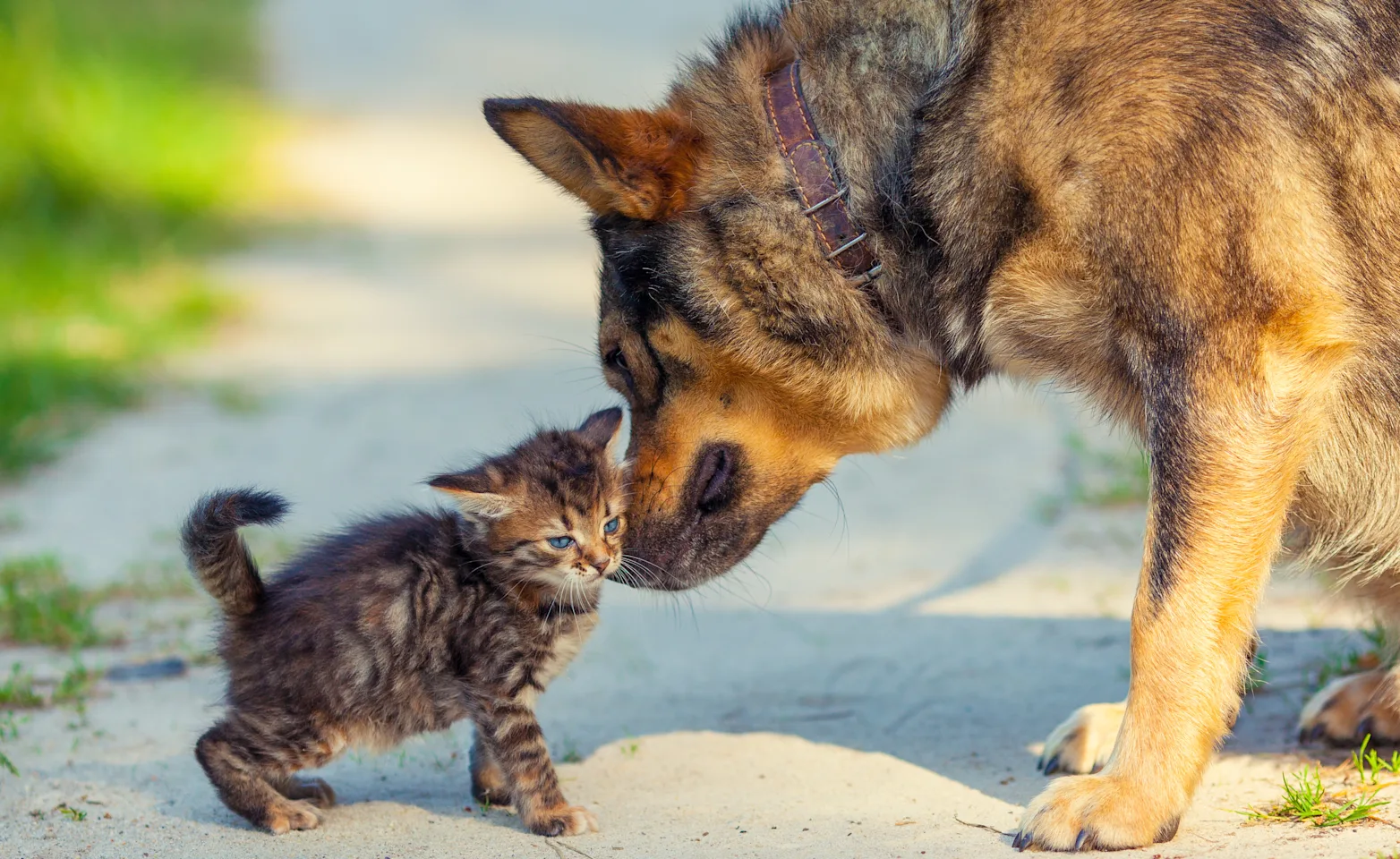 dog and cat in the sand