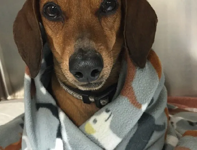 Dog in a blanket Dog in a blanket