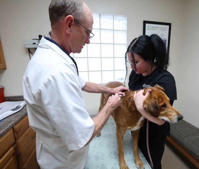 Veterinarian giving patient injection