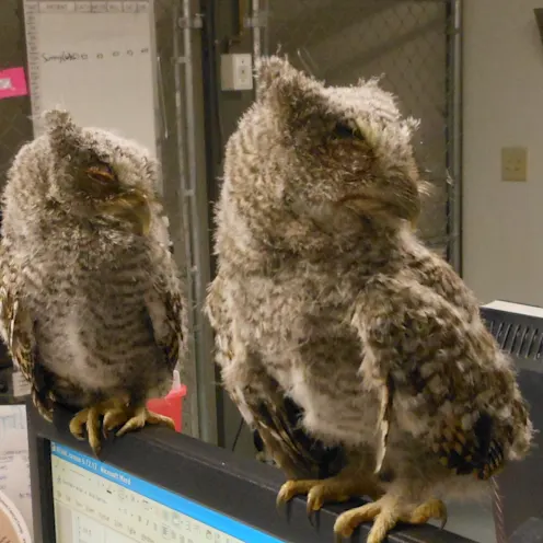 Two owls being treated. Two owls being treated.
