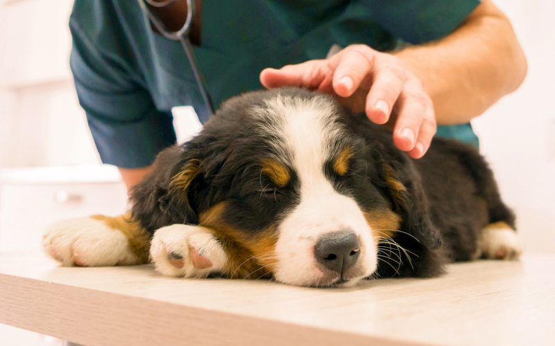 Veterinarian petting a brown and black dog