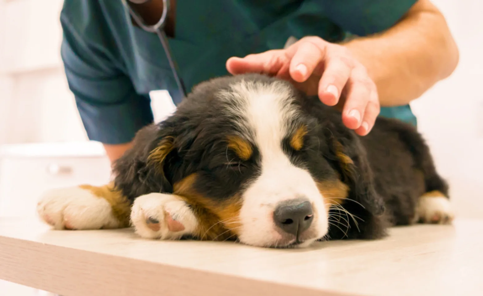 Veterinarian petting a brown and black dog Veterinarian petting a brown and black dog