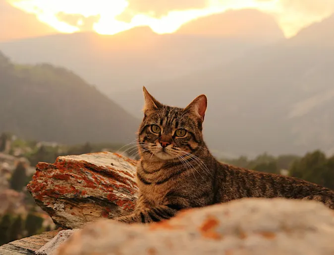 Cat sitting on rocks at sunset Cat sitting on rocks at sunset