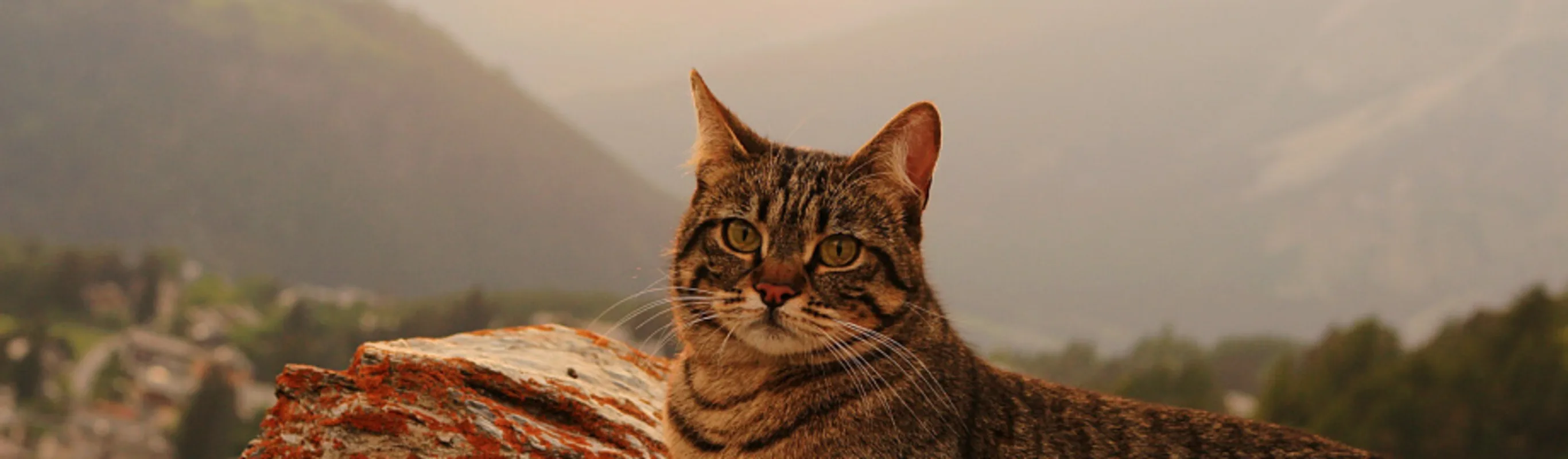 Cat sitting on rocks at sunset Cat sitting on rocks at sunset