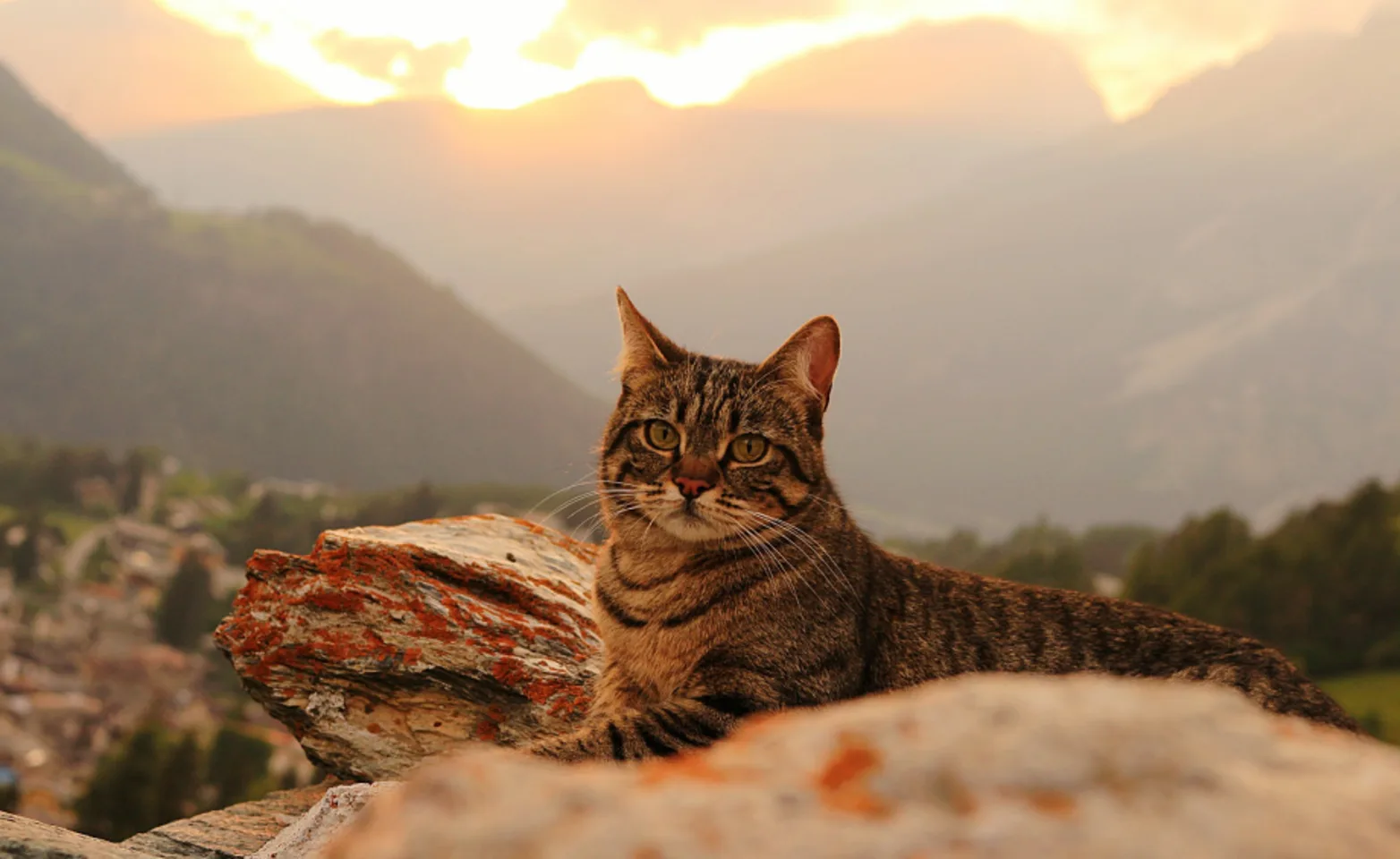 Cat sitting on rocks at sunset Cat sitting on rocks at sunset