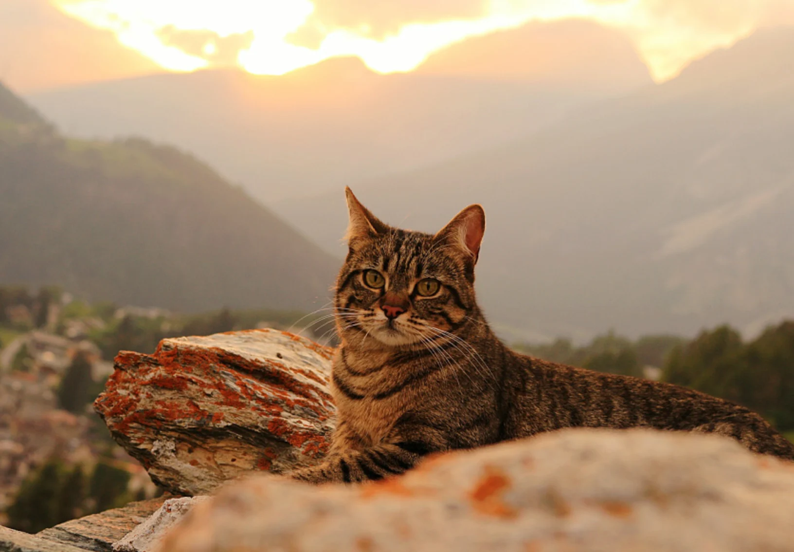 Cat sitting on rocks at sunset Cat sitting on rocks at sunset