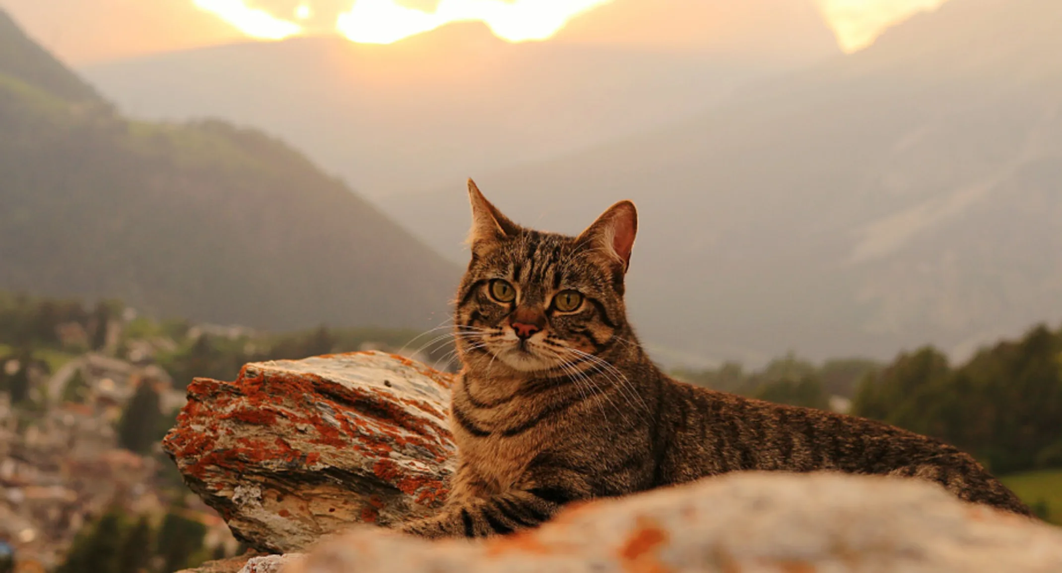 Cat sitting on rocks at sunset Cat sitting on rocks at sunset
